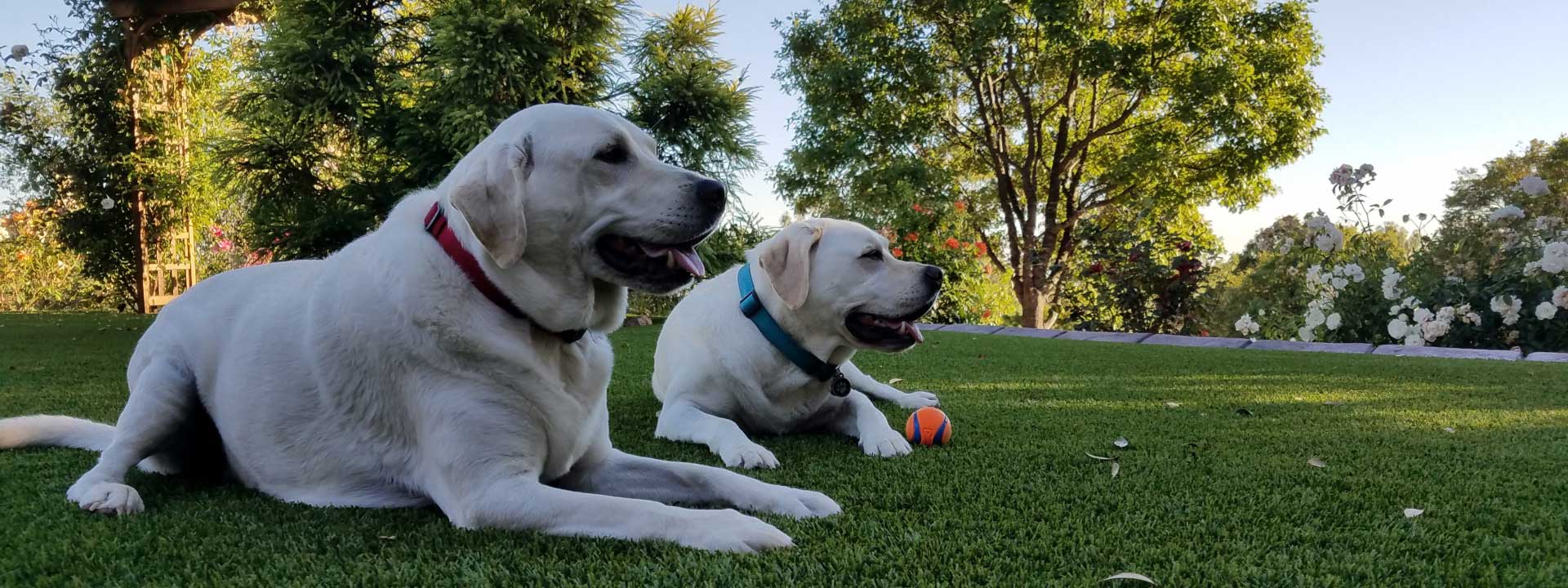 Cody canine host at the Dog and Pony Ranch