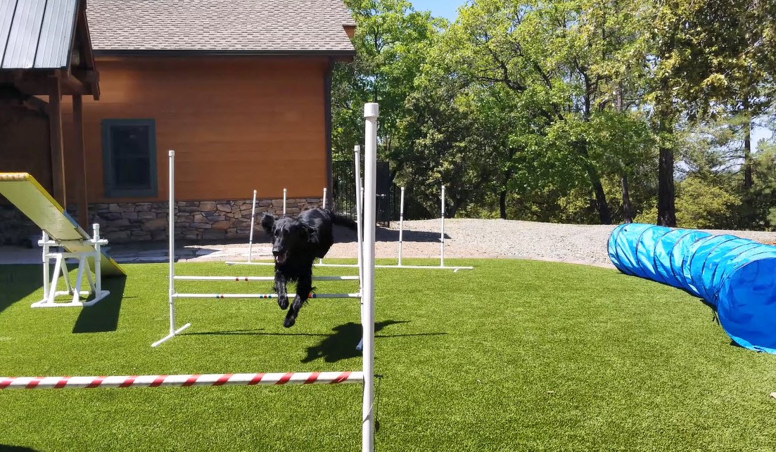 Dog agility course and fetching lawn at California Gold Country ranch experience