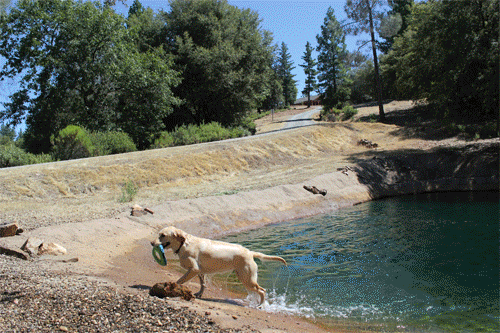 Dog & Pony Ranch dog-friendly off-leash Day Visit experience in California Gold Country